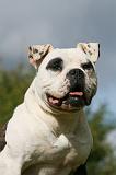 BOULEDOGUE AMERICAIN 297